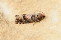 Epinotia pusillana