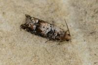 Epinotia pusillana