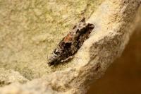 Epinotia nisella