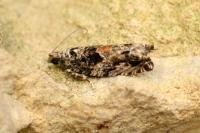 Epinotia nisella