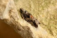 Epinotia nisella