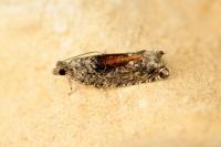 Epinotia nisella