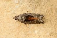 Epinotia nisella