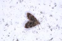 Anthophila fabriciana