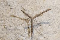 Agdistis
