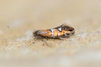 Phyllonorycter nigrescentella