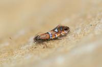 Phyllonorycter nigrescentella