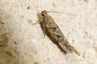 Scrobipalpa