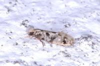Nemapogon
