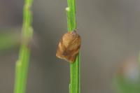 Cacoecimorpha pronubana