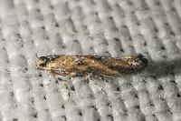 Coccidiphila