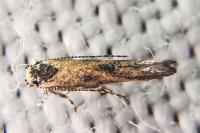 Coccidiphila
