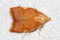 Carcina quercana