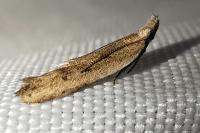 Mesophleps corsicella