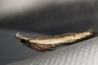 Mesophleps corsicella