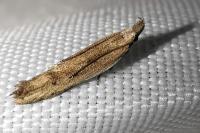 Mesophleps corsicella