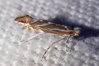 Phyllonorycter