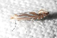 Phyllonorycter
