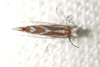 Phyllonorycter