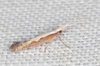 Plutella xylostella