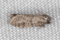 Penestoglossa dardoinella