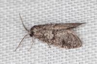Penestoglossa dardoinella