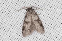 Penestoglossa dardoinella