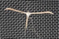 Emmelina monodactyla