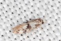 Infurcitinea atrifasciella
