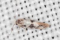 Infurcitinea atrifasciella