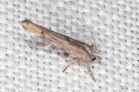 Zelleria oleastrella