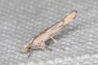 Zelleria oleastrella