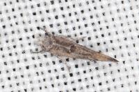 Zelleria oleastrella