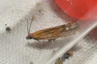Lathronympha strigana