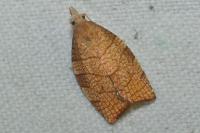 Pandemis corylana