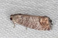 Cydia pomonella