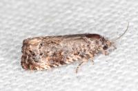 Endothenia