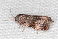 Endothenia