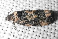 Endothenia
