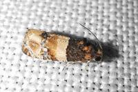 Lobesia bicinctana