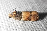 Lobesia bicinctana