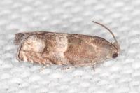 Pammene oxycedrana