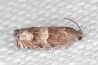 Pammene oxycedrana