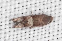 Pammene oxycedrana