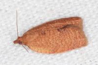 Clepsis consimilana