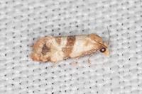 Phalonidia contractana