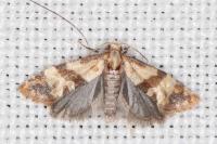 Phalonidia contractana