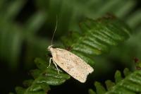 Agonopterix