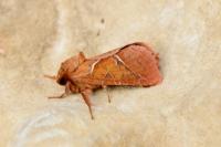 Triodia sylvina