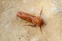 Triodia sylvina